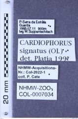 Etiketten zu Cardiophorus signatus (Olivier, 1790) (NHMW-ZOO-COL-0007034)